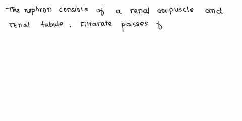 describe-the-structure-of-the-nephron-and-trace-the-path-of-filtrate-through-the-nephron-59475