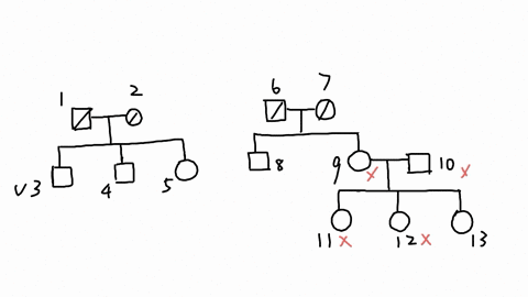 using-ancestry-testing-siblings-8-and-9-brother-and-sister-realized-that-they-were-both-half-siblings-of-individual-3-individuals-8-and-9-differ-in-age-by-6-years-individual-11-was-confirmed-04716