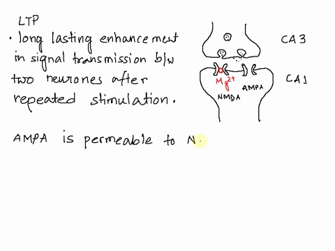 which-statement-about-long-term-potentiation-ltp-is-false-a-during-normal-low-level-activity-the-release-of-glutamate-at-the-synapse-activates-only-the-ampa-receptors-b-nmda-receptors-cannot-24107