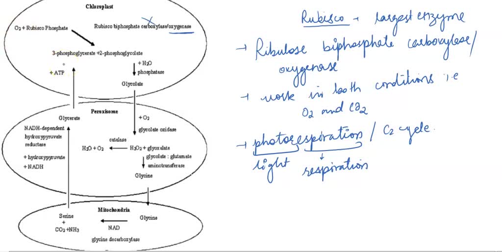 SOLVED: When co2 levels are low and o2 levels are high, rubisco adds an ...
