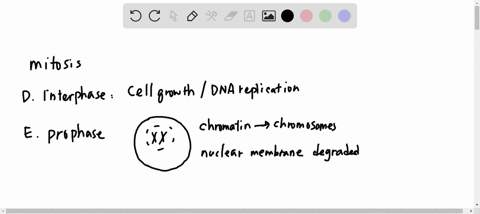 dilllo-ruestion-2-match-the-following-phases-of-the-cell-life-cycle-to-answer-the-questions-cytoplasm-finishes-dividing-forming-two-a-telophase-the-cells-b-anaphase-the-chromatin-condenses-i-27352
