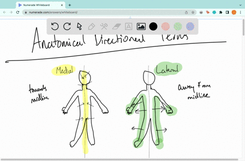 a-term-that-means-toward-the-attached-end-of-a-limb-multiple-choice-medial-lateral-supericial-47-0-75-nexc-prev-0-sto-43074