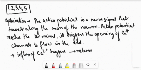 place-in-correct-order-the-chain-of-events-that-ultimately-leads-to-a-muscle-contraction-noteyou-may-have-to-refresh-your-memory-about-howamuscle-contractsnov9-lecture-neurotransmitters-bind-52764