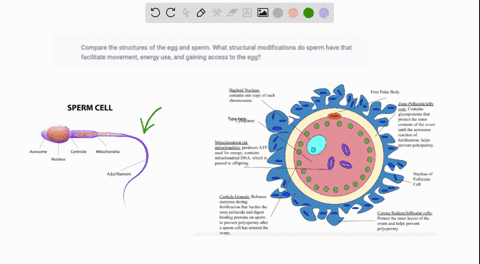 compare-the-structures-of-the-egg-and-sperm-what-structural-modifications-do-sperm-have-that-facilit-87022