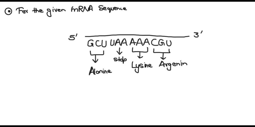 Use the codon table to determine the resulting amino acid sequence for