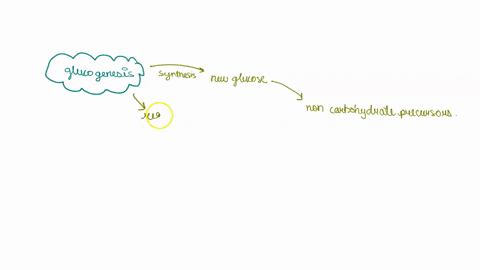 which-enzymes-from-the-glycolysis-pathway-are-not-used-by-the-gluconeogenesis-pathway-question-1-options-hexokinase-phosphoglucose-isomerase-phosphofructokinase-aldolase-triose-phosphate-iso-39003