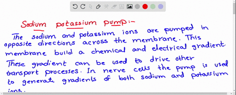 sodium-potassium-pump-helps-nerve-cells-establish-voltage-across-their-membranes-explain-how-these-ions-are-transported-across-the-membrane-and-how-this-contributes-to-membrane-potential-wha-35541
