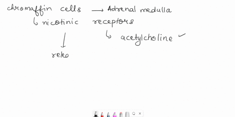 1point-the-chromaffin-cells-of-the-adrenal-medulla-possess-what-type-of-receptor-that-mkes-them-responsiye-to-the-b3-adrenergie-mmsearinicreceptots-nicotinicreceptors-bi-adrenergic-ab2-adren-44338