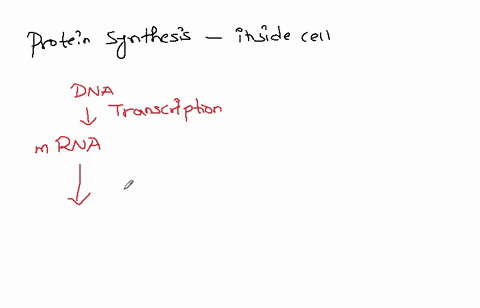 steps-involved-in-protein-synthesis-is-a-initation-b-elongation-c-termination-d-all-08452