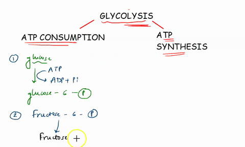d-identify-in-which-reactions-in-glycolysis-the-following-functions-occur-atp-consumption-atp-synthesis-nadh-synthesis-87754