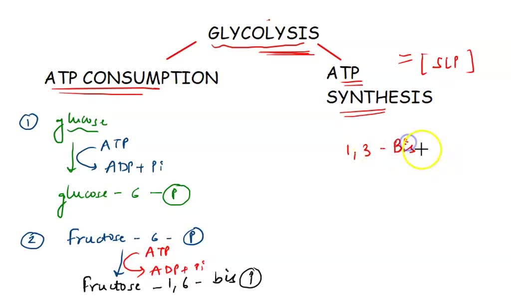 SOLVED: D. Identify in which reactions in glycolysis the following ...