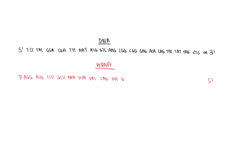 problem-4-consider-the-following-coding-dna-strand-5-tcctacggacgatttaatatggtcaagcggcgggagacacagtactattagctgta-3-a-write-the-sequence-of-the-rna-message-for-this-gene-in-the-5-3-direction-b-u-29723