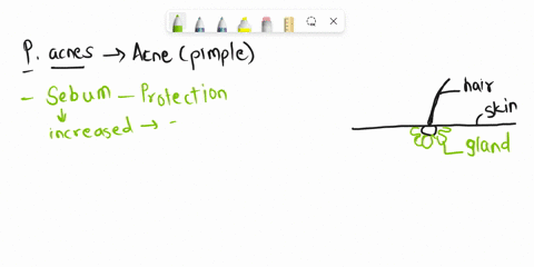 can-you-explain-how-propionibacterium-acnes-p-acnes-causes-acne-how-do-antibiotics-affect-p-acnes-and-reduce-acne-62448