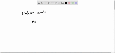 which-of-the-following-is-skeletal-muscle-a-muscle-of-the-lungs-b-muscle-of-the-thigh-c-muscle-of-the-stomach-d-muscle-of-the-diaphragm-30476