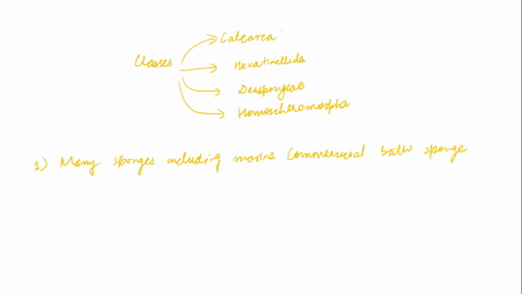 questions-1-thru-4-select-from-these-classes-a-calcarea-b-hexactinellida-c-demospongiae-d-homoscleromorpha-1-many-sponges-including-the-marine-commercial-bath-sponge-and-the-freshwater-spong-96516