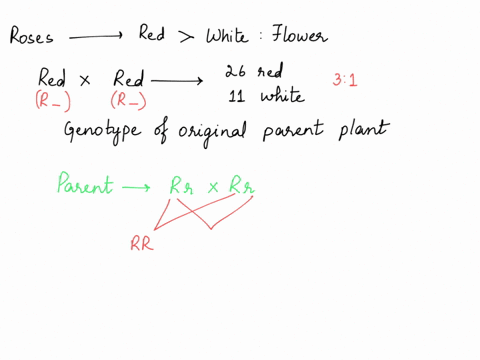 in-a-species-of-roses-red-flower-color-is-dominant-to-white-flower-color-a-geneticist-self-fertilizes-a-red-flowered-plant-of-unknown-genotype-and-the-resulting-progeny-are-26-red-flowered-a-99406