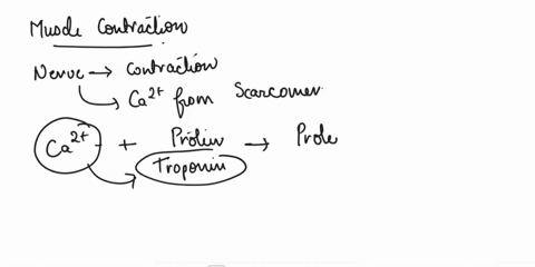 explain-the-molecular-mechanism-of-muscle-contraction-38041