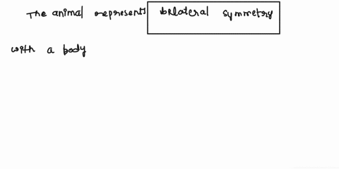 this-animal-represents-what-kind-of-body-symmetry-31655