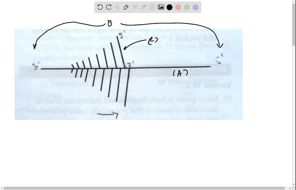 Solved 28 The Following Diagram Represents The Transcription Unit And Corresponding Rna