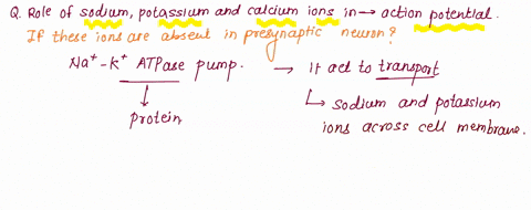 describe-the-roles-of-sodium-potassium-and-calcium-ions-in-the-generation-conductance-andor-transmission-of-action-potentials-within-a-pre-synaptic-neuron-note-that-all-three-ions-might-not-71785
