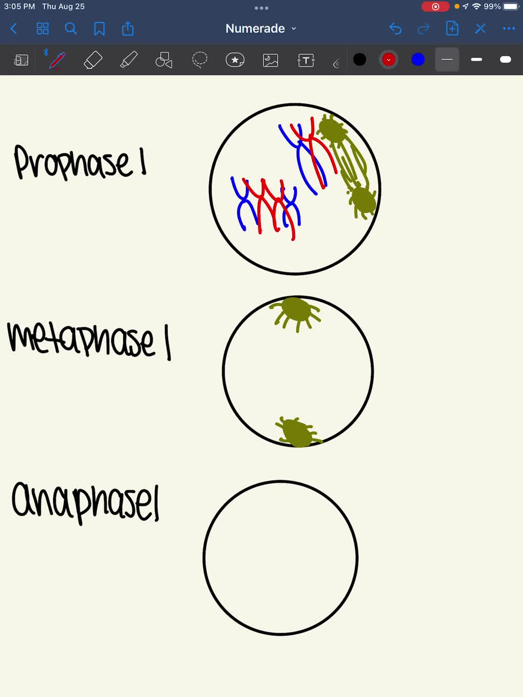 solved-arrange-the-events-of-meiosis-i-of-an-animal-cell-in-the