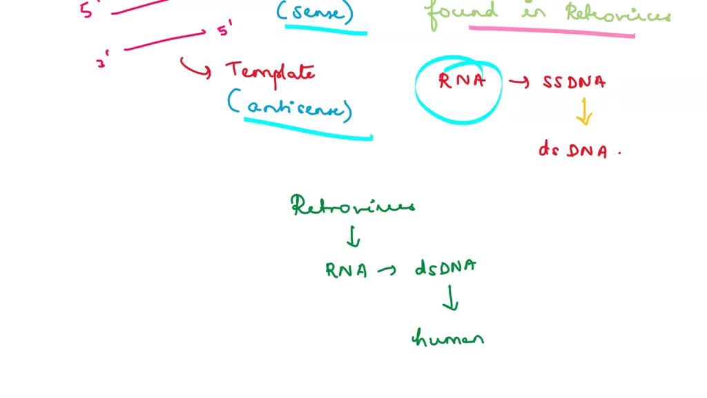 solved-do-positive-sense-rna-virus-need-a-reverse-transcriptase-enzyme