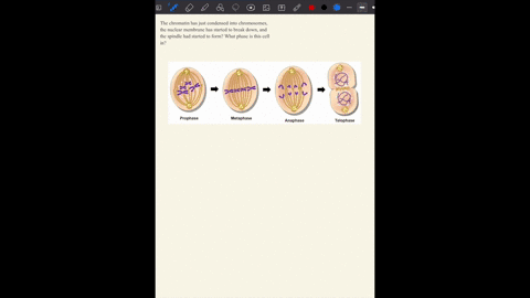 you-are-looking-under-a-microscope-at-a-dividing-cell-you-notice-the-chromatin-has-just-condensed-into-chromosomes-the-nuclear-membrane-has-started-to-break-down-and-the-spindle-has-started-74225