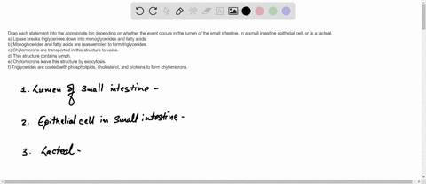 drag-each-statement-into-the-appropriate-bin-depending-on-whether-the-event-occurs-in-the-lumen-of-the-small-intestine-in-a-small-intestine-epithelial-cell-or-in-a-lacteal-a-lipase-breaks-tr-51996