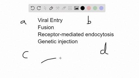 which-of-the-following-statements-is-false-a-enveloped-viruses-and-naked-viruses-both-may-enter-cells-using-the-fusion-method-b-many-enveloped-viruses-enter-the-cell-by-receptor-mediated-endocytosis-3