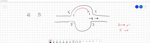 1-the-only-enzyme-in-the-replication-process-that-can-form-a-phosphodiester-bond-from-two-unconnected-ends-of-a-dna-chain-with-a-5-phosphate-in-one-and-3-hydroxyl-group-in-the-other-a-dna-li-95068
