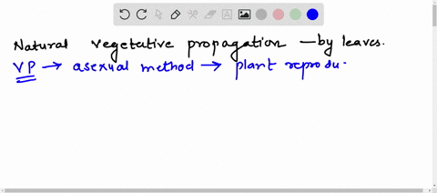 natural-vegetative-propagation-by-leaves-only-in-different-vascular-plants-50513