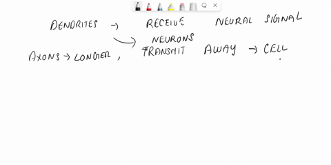 explain-how-the-structure-of-dendrites-and-axons-serves-their-function-93468