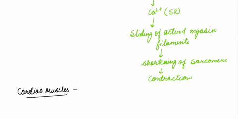 6-describe-muscle-contraction-for-all-3-muscle-types-compare-structures-their-function-in-each_-identify-all-the-structures-that-are-functioning-while-the-sarcomere-shortens-lowards-ihe-m-ii-53117