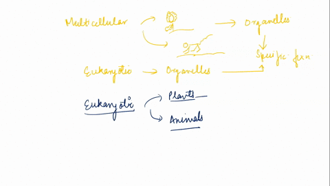 according-to-the-phylogenetic-tree-which-domains-are-more-genetically-related-a-eukarya-and-archaea-b-plants-and-animals-c-bacteria-and-archaea-deukarya-and-bacteria-bacteria-archaea-eukarya-42799