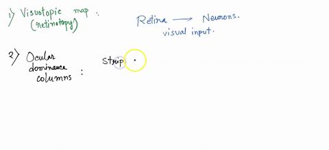 the-primary-visual-cortex-vi-has-four-overlapping-organizational-structures-1-visuotopic-map-2-ocular-dominance-columns-3-orientation-columns-4-blobs-explain-what-aspects-of-the-visual-stimu-63844