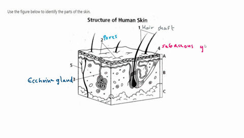 Parts Of Human Skin Drawing