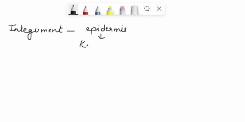 the-integument-consists-of-the-epidermis-which-is-composed-of-keratinized-stratified-squamous-epithelium-and-the-__________-which-is-composed-of-connective-tissue-proper-75768