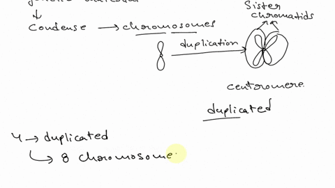2-a-how-many-chromosomes-are-there-in-4-duplicated-chromosomes-12-b-what-would-happen-if-a-prokaryotic-cell-didnt-have-the-enzyme-dna-polymerase-2-points-your-answer-3-a-what-type-of-mutatio-27166