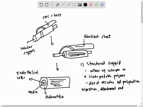 you-were-asked-to-invent-substitutes-for-blood-vessels-artery-capillary-and-vein-what-materials-might-you-use-to-build-them-include-synthetic-as-well-as-natural-materials-justify-why-you-cho-48603