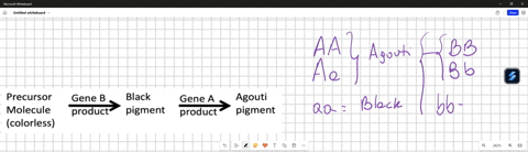 the-figure-below-illustrates-a-metabolic-pathway-for-coat-color-in-mice-agouti-is-dominant-to-black-or-non-agouti-hair-which-results-from-the-homozygous-expression-of-a-recessive-mutation-a-99287
