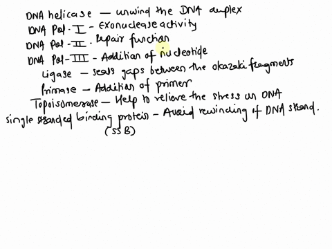 name-the-enzymes-of-the-replisome-and-their-function-in-the-complex-20489