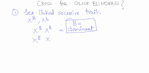 colarblinchess-isa-sex-iinked-recexsive-trait-in-humans-10-fwe-use-letter-b-to-represent-the-color-blindness-gene-what-would-be-the-possible-alleles-for-this-gene-1pt-b-using-the-notation-fr-18885