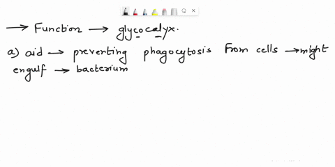 udhof-the-following-is-a-function-of-the-glycocalyx-to-aid-in-preventing-phagocytosis-from-cells-that-might-engulf-the-bacterium-to-aid-in-adhering-to-the-cells-environment-formation-of-biof-26015