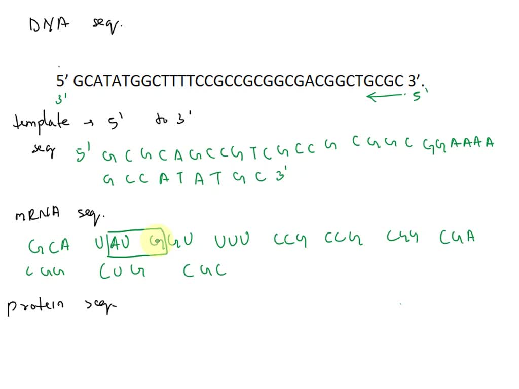 SOLVED: The sequence of the starting region of one DNA gene is shown ...