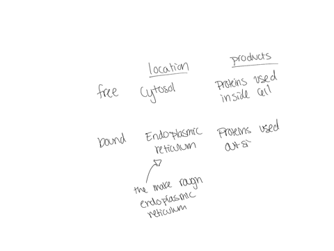 4-ribosomes-in-any-type-of-organism-are-all-the-same-but-we-distinguish-between-two-types-of-ribosomes-based-on-where-they-are-found-and-the-destination-of-the-protein-product-made_-complete-38616