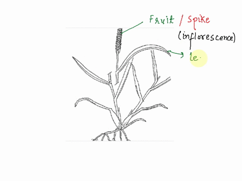 monocot-whole-plant-in-monocots-the-vegetative-stem-remains-very-short-and-the-shoot-apical-meristem-is-at-or-near-ground-level-this-creeping-stolon-may-branch-forming-tillers-as-in-grasses-72984