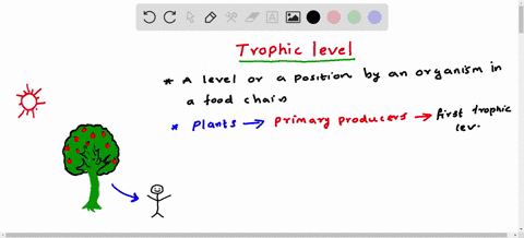 vegetarians-belong-in-this-trophic-level-select-one-a-primary-consumers-b-primary-producers-secondary-consumers-d-tertiary-consumers-71808