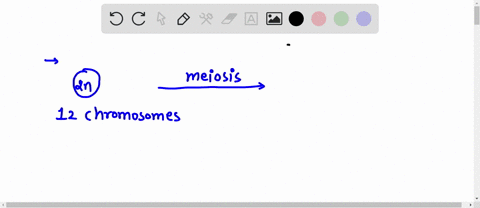 suppose-a-cell-undergoing-meiosis-starts-with-12-chromosomes-how-many-chromosomes-will-each-daughter-cell-end-up-with-at-the-end-of-the-cell-division-a-12-chromosomes-b-3-chromosomes-c-24-ch-66753