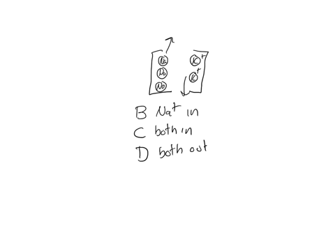 at-homein-class-exercise-transporters-1-the-sodium-potassium-purmp-functions-to-pump-a-sodium-ions-out-of-the-cell-and-potassium-ions-into-the-cell-b-sodium-ions-into-the-cell-and-potassium-ions-out-o