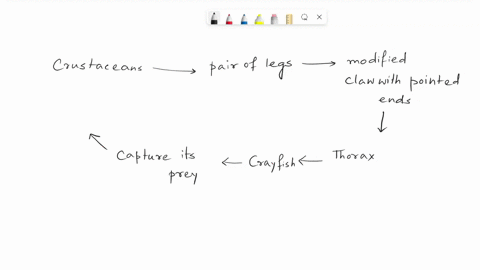 how-does-the-shape-of-each-appendage-type-fit-its-particular-function-1-chelipeds-2-walking-legs-3-swimmerets-61258